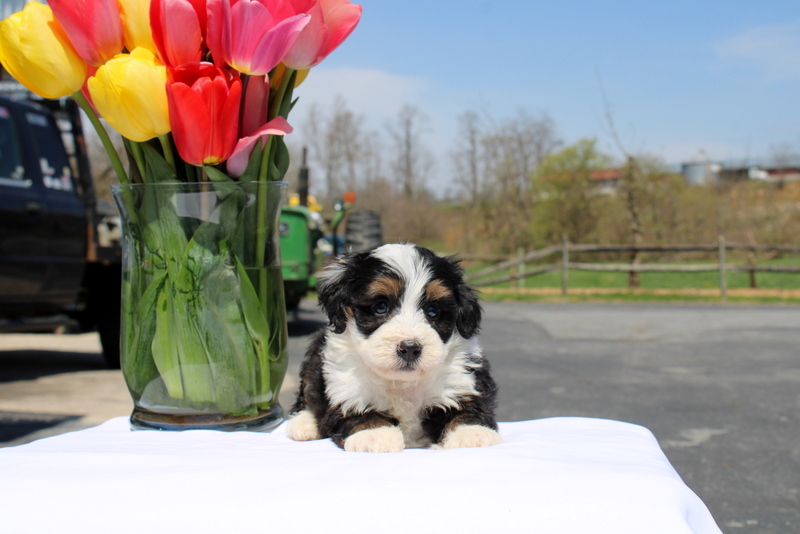 puppy, for, sale, Mini Bernedoodle F2, Matthew B. Stoltzfus, dog, breeder, Gap, PA, dog-breeder, puppy-for-sale, forsale, nearby, find, puppyfind, locator, puppylocator, aca